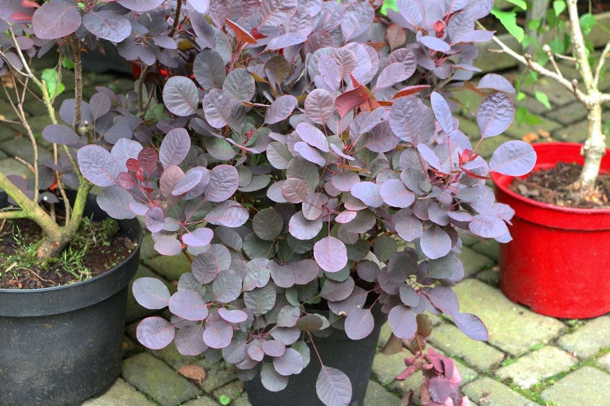 Perückenstrauch - Cotinus coggygria