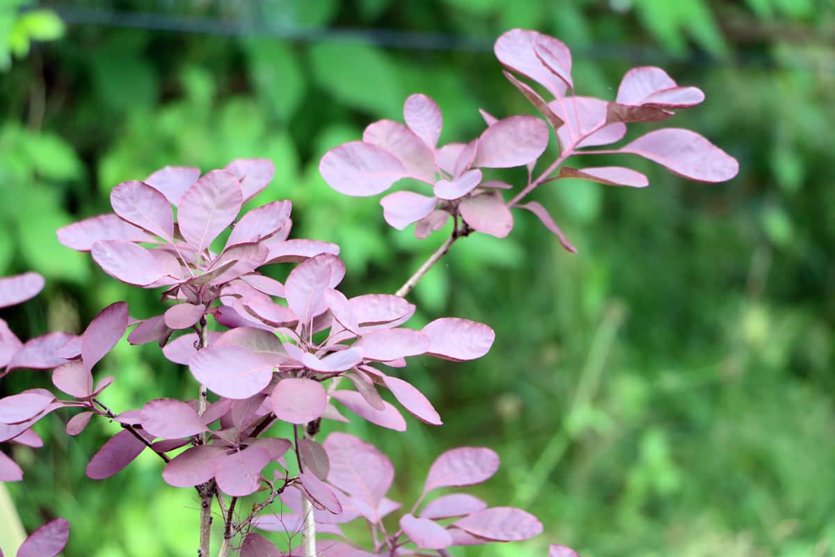 roter Perückenstrauch - Cotinus coggygria