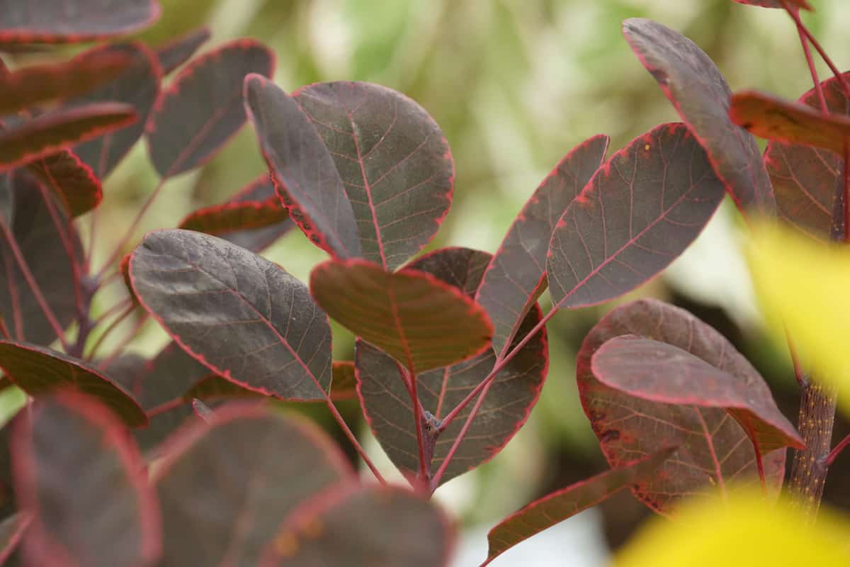 Perückenstrauch - Cotinus coggygria