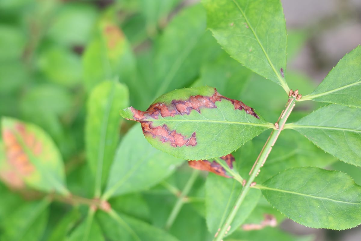 Pfaffenhütchen - Euonymus europaeus