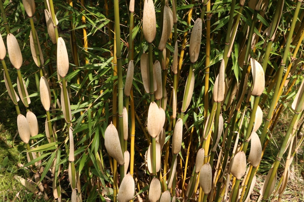 Canna überwintern so überwintern Sie Indisches Blumenrohr im Topf