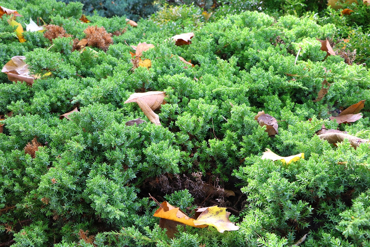 Kriechwachholder - Juniperus horizontalis