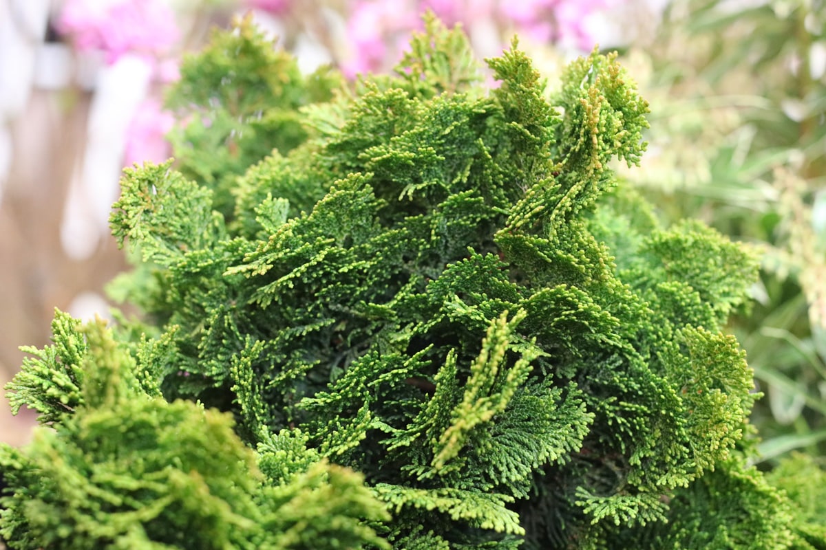 Tamariske, Sommertamariske Standort, Pflanzen und Pflege