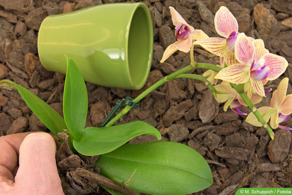 Pinienrinde für Orchideen