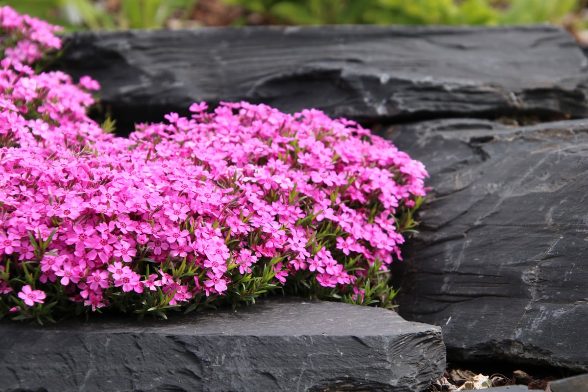 Polsterphlox - Phlox subulata