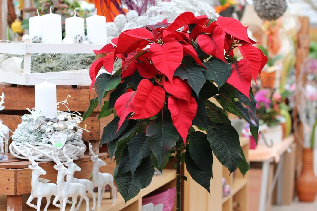 Hilfe Weihnachtsstern Blätter rollen sich ein