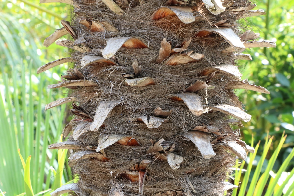 Zwergpalme - Chamaerops humilis