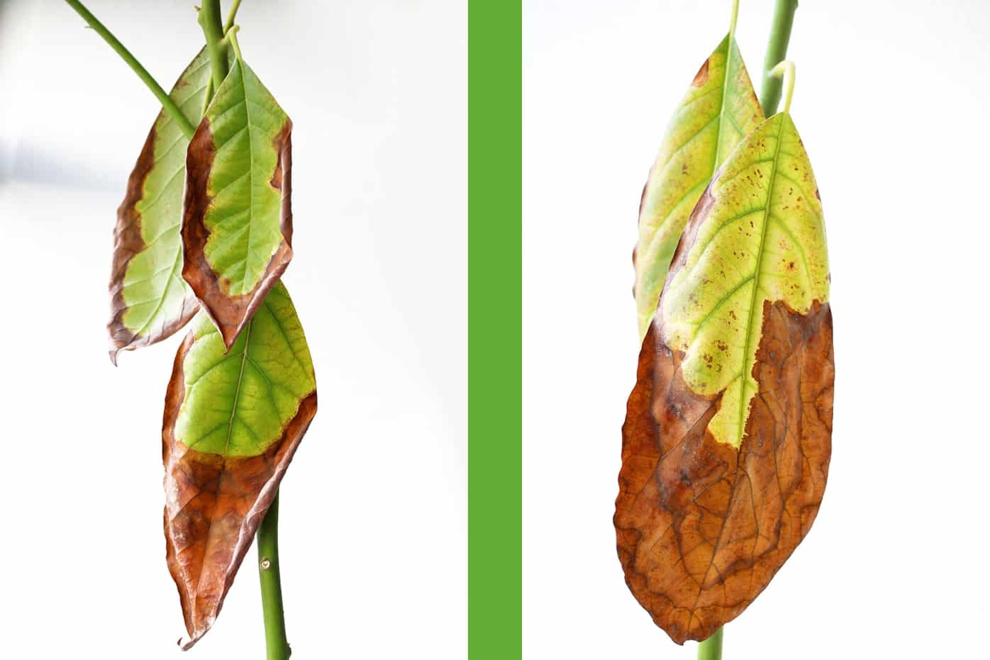 AvocadoBlätter werden braun 8 häufige Ursachen