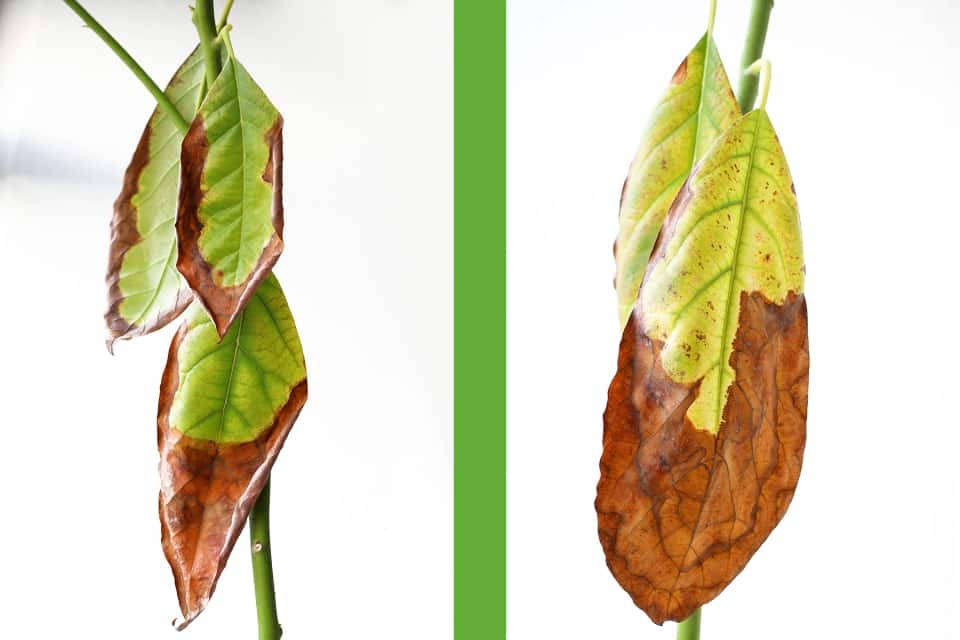 AvocadoBlätter werden braun 8 häufige Ursachen