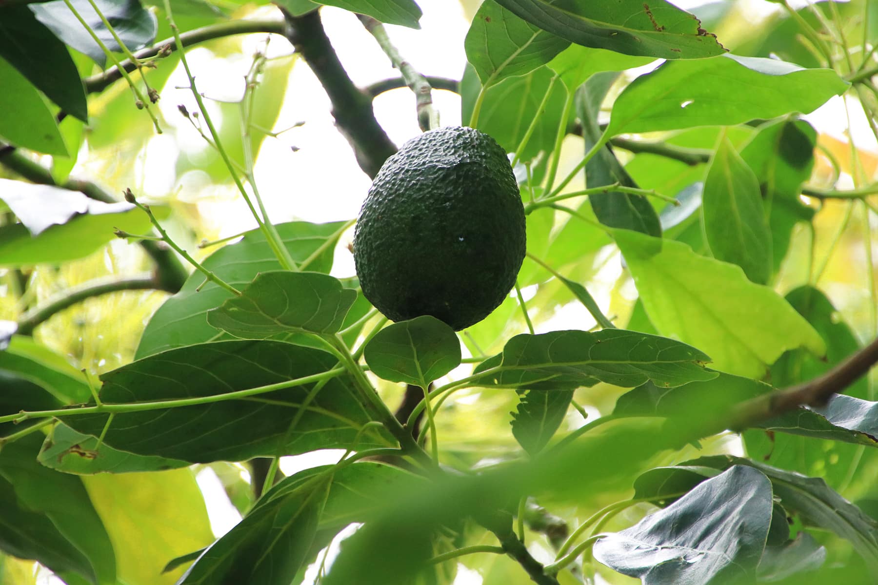 Avocado-Pflanze mit Frucht