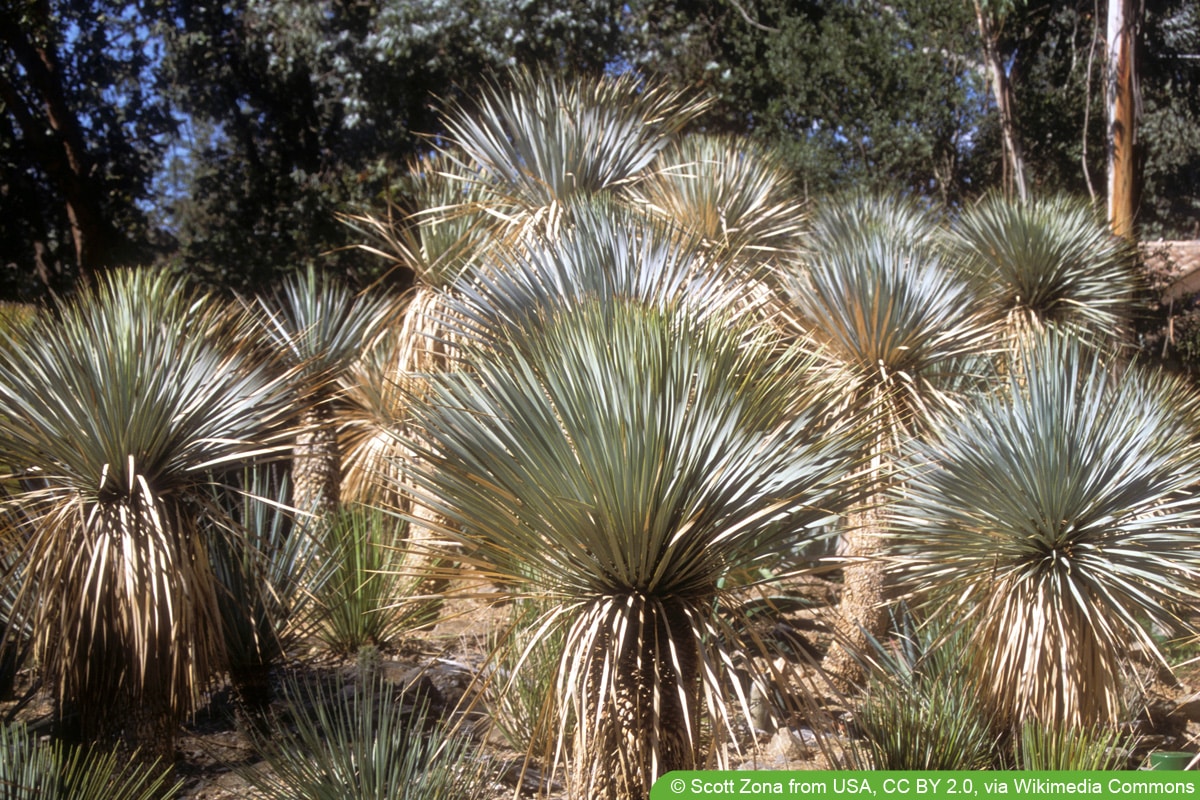 blaue Palmlilie - Yucca rostrata