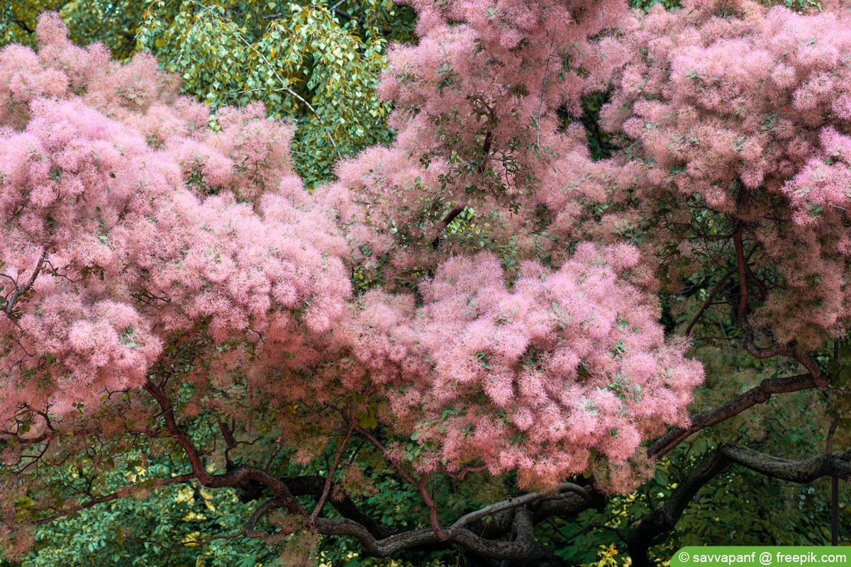 Perückenstrauch - Cotinus coggygria