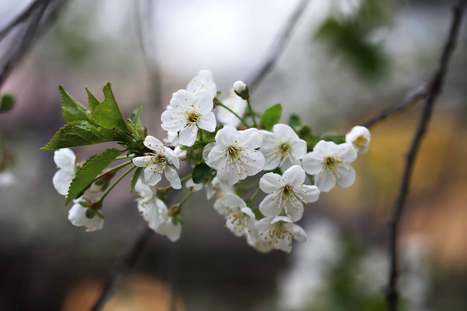 Apfel - Malus