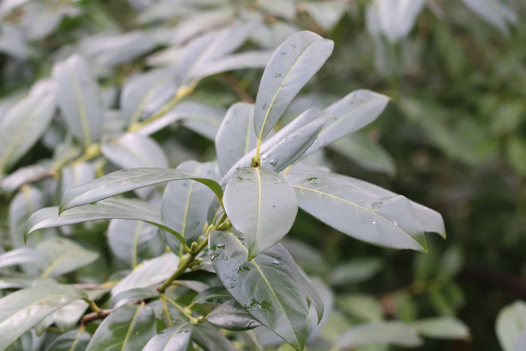 Kirschlorbeer - Lorbeerkirsche - Prunus laurocerasus