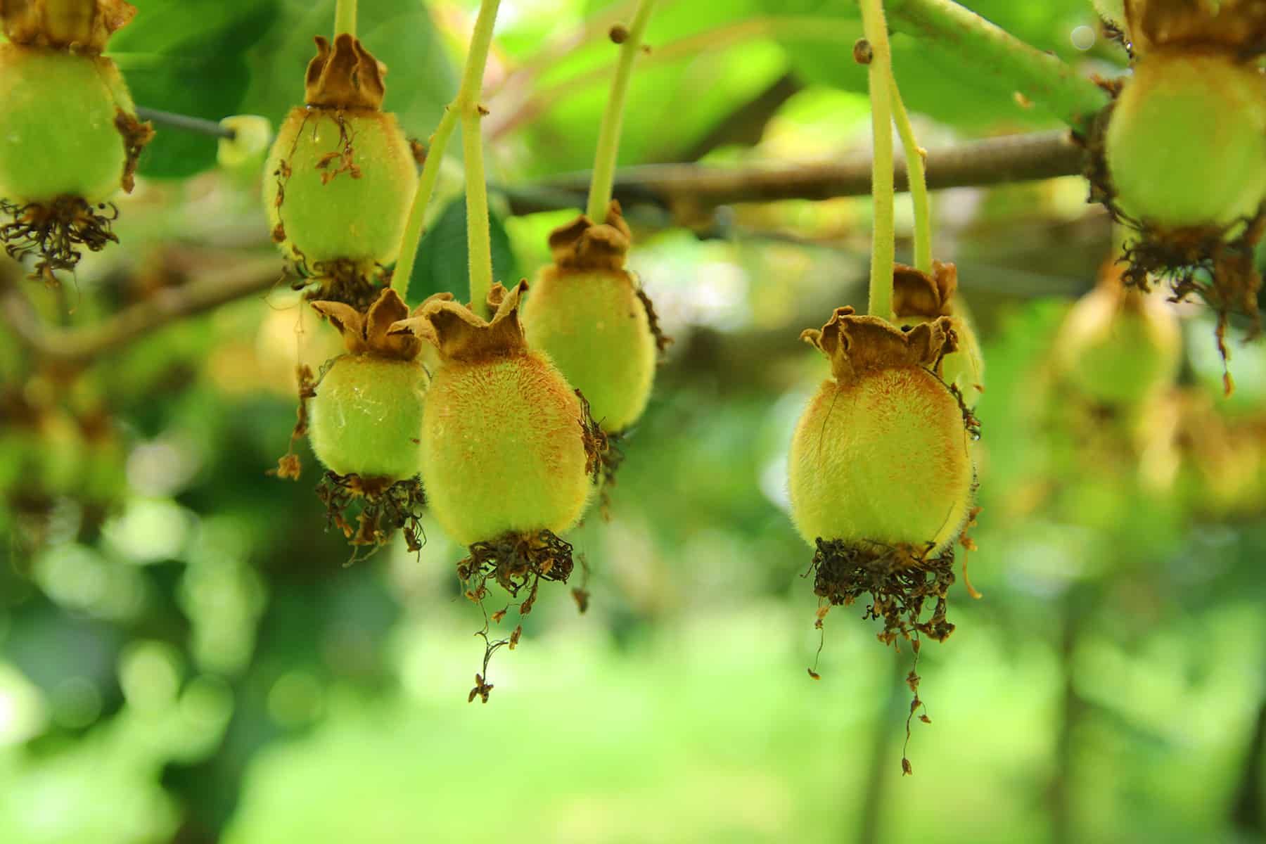 Kiwi - Actinidia deliciosa