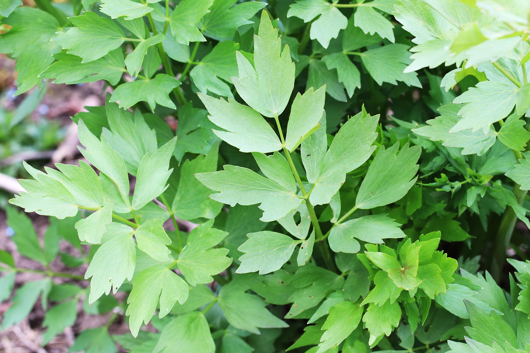 Liebstöckel - Maggikraut - Levisticum officinale