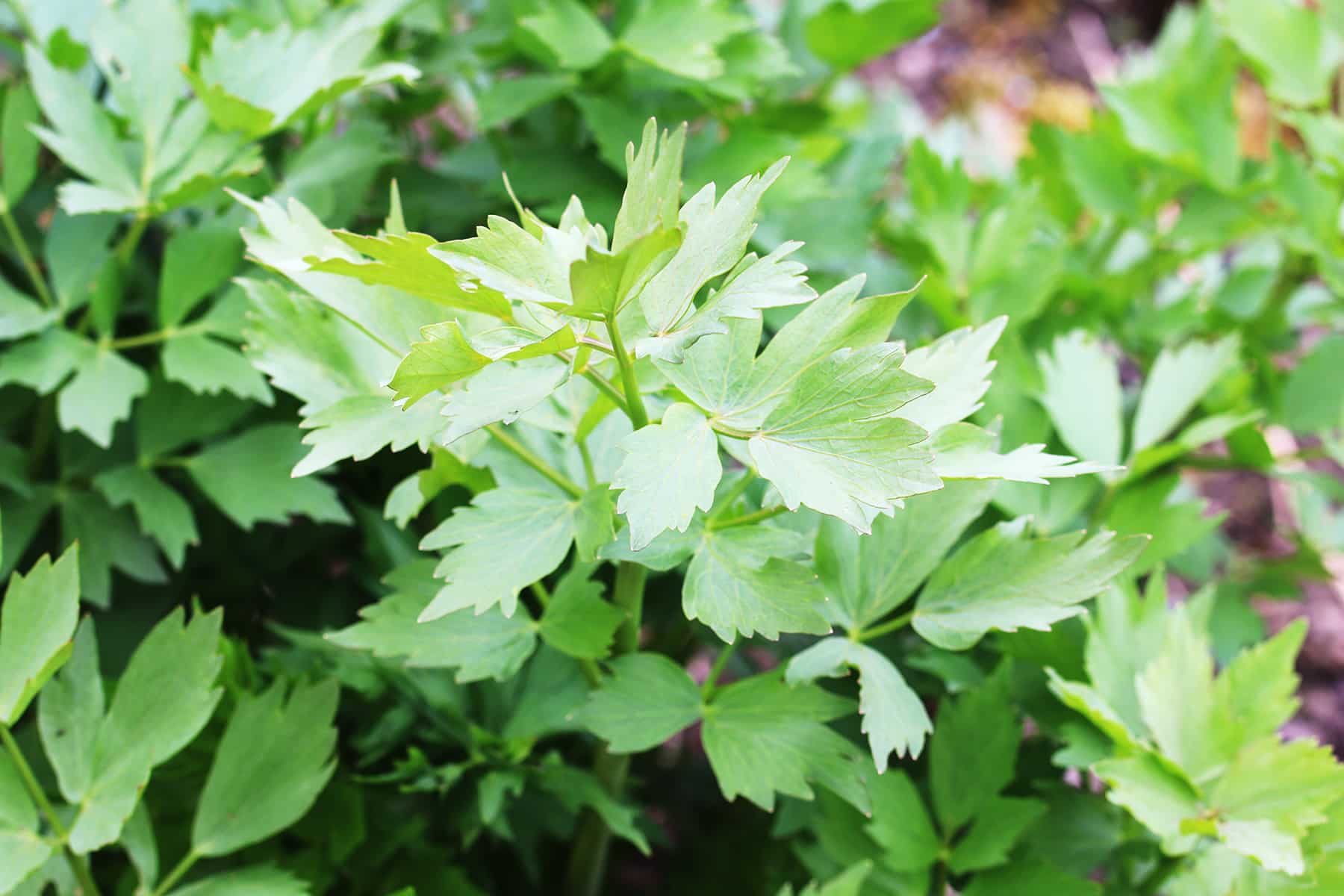 Liebstöckel - Maggikraut - Levisticum officinale