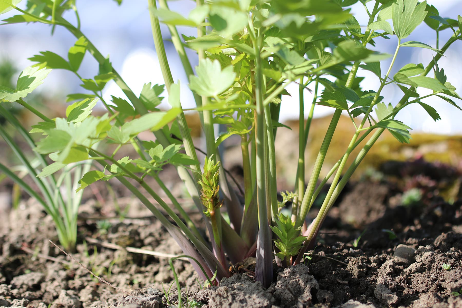 Liebstöckel - Maggikraut - Levisticum officinale