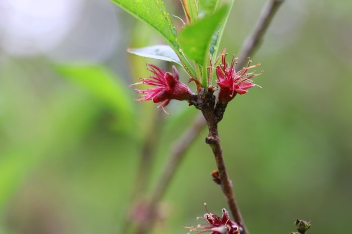 Pfirsich - Prunus persica