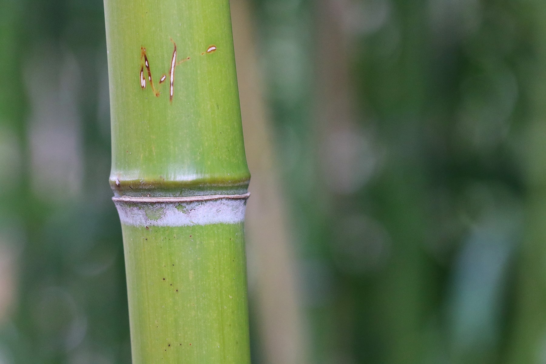 Bambus Rückschnitt