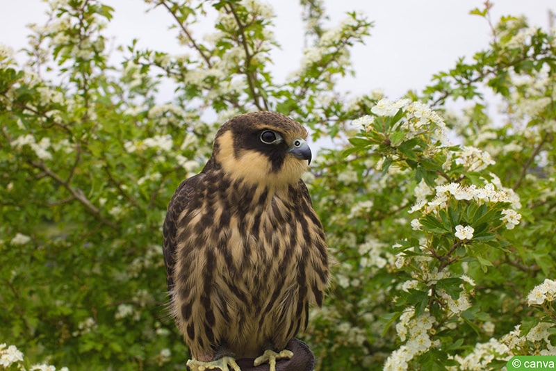 Baumfalke (Falco subbuteo)