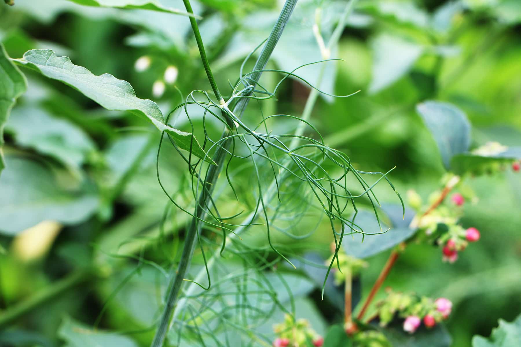 Küchenkräuter: Gurkenkraut - Dill - Anethum graveolens