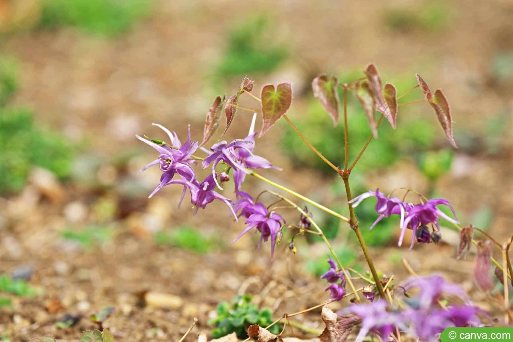 Elfenblume - Epimedium