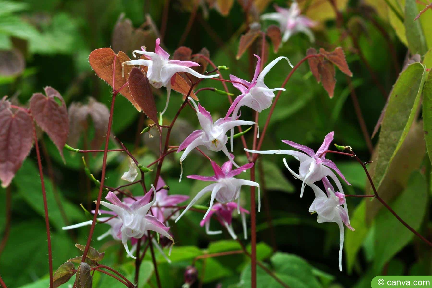 Elfenblume - Epimedium