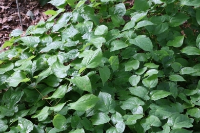 Elfenblume - Epimedium