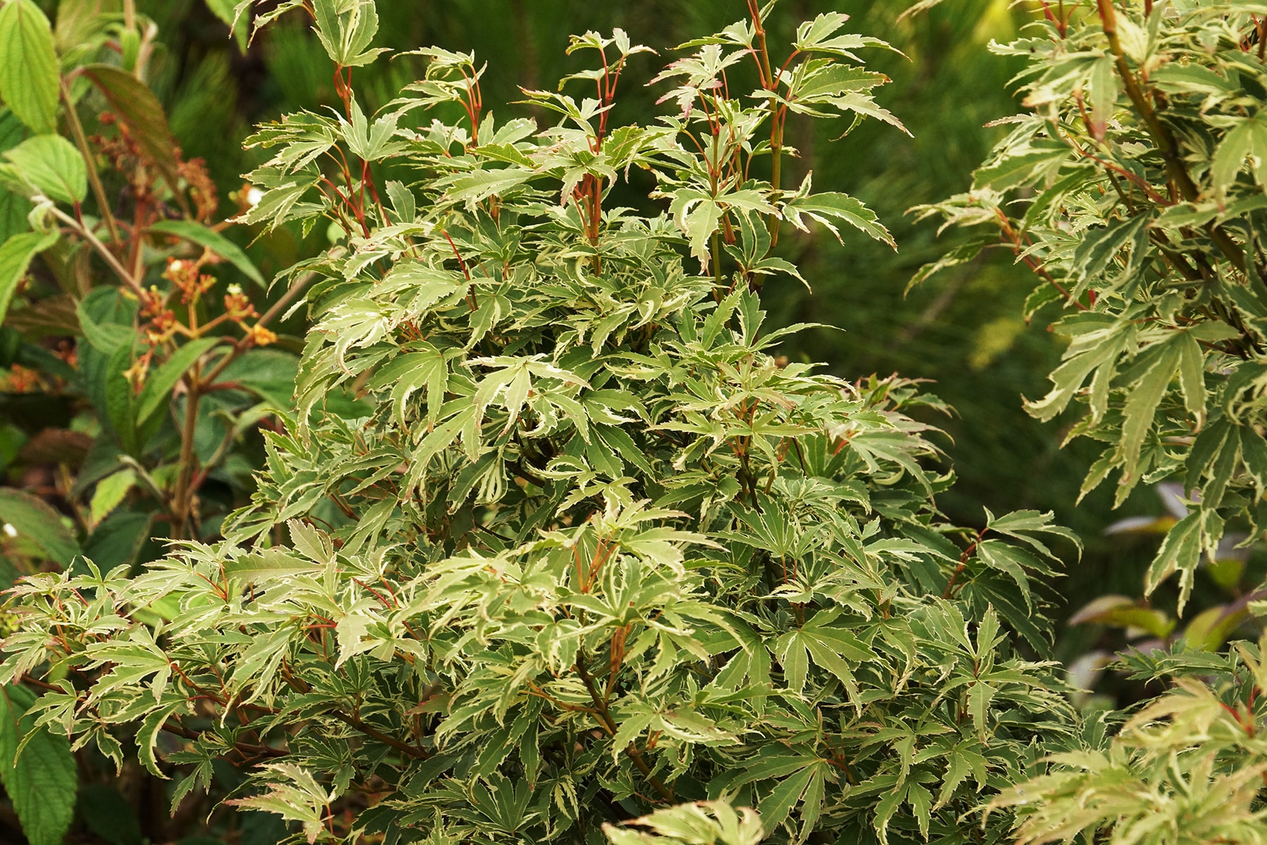 Fächerahorn - Acer palmatum