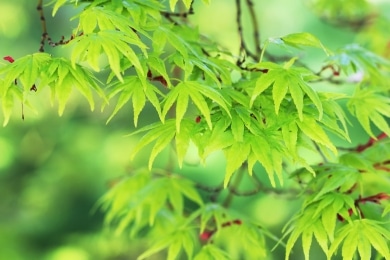 Fächerahorn - Acer palmatum