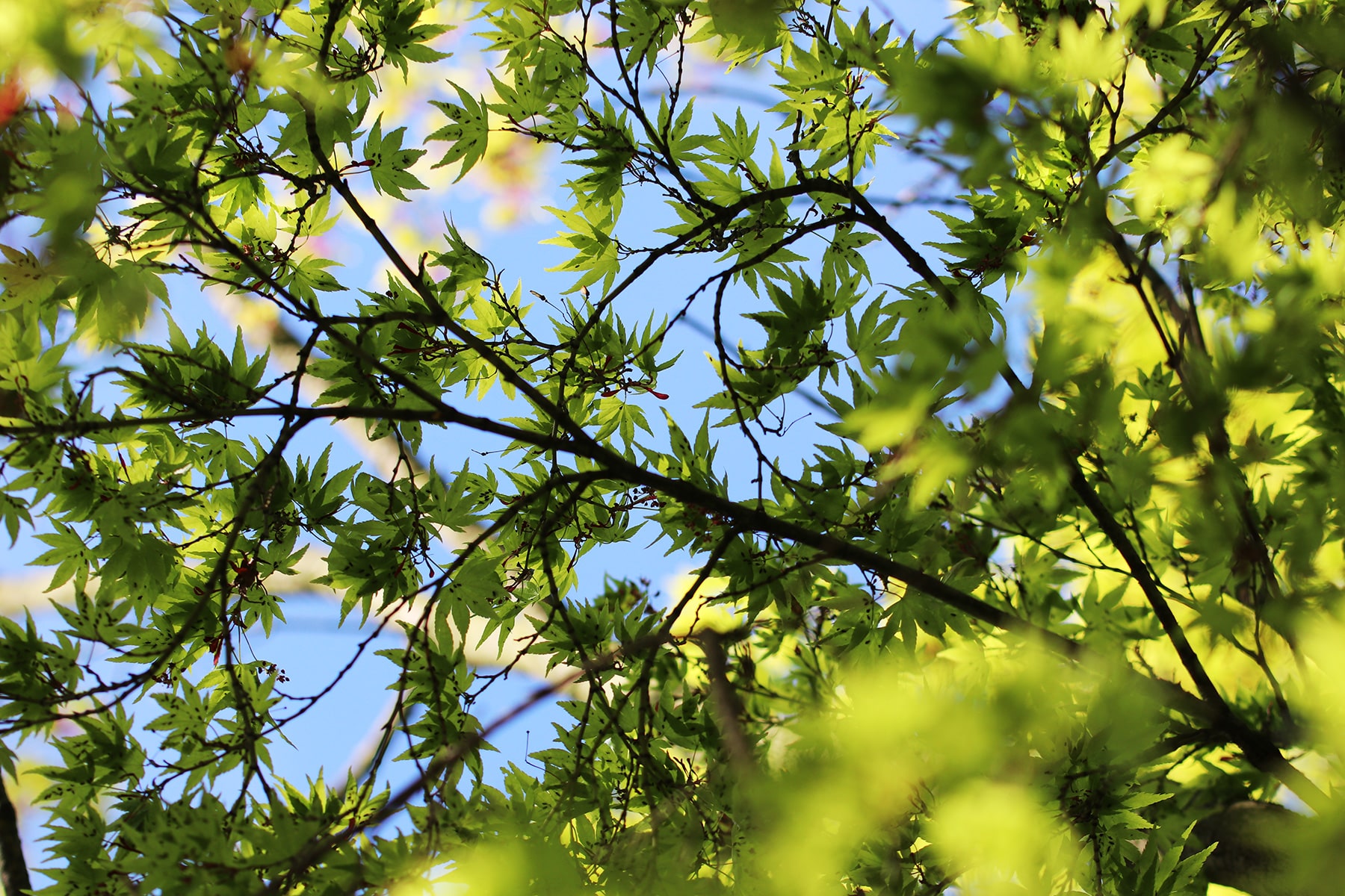 Fächerahorn - Acer palmatum