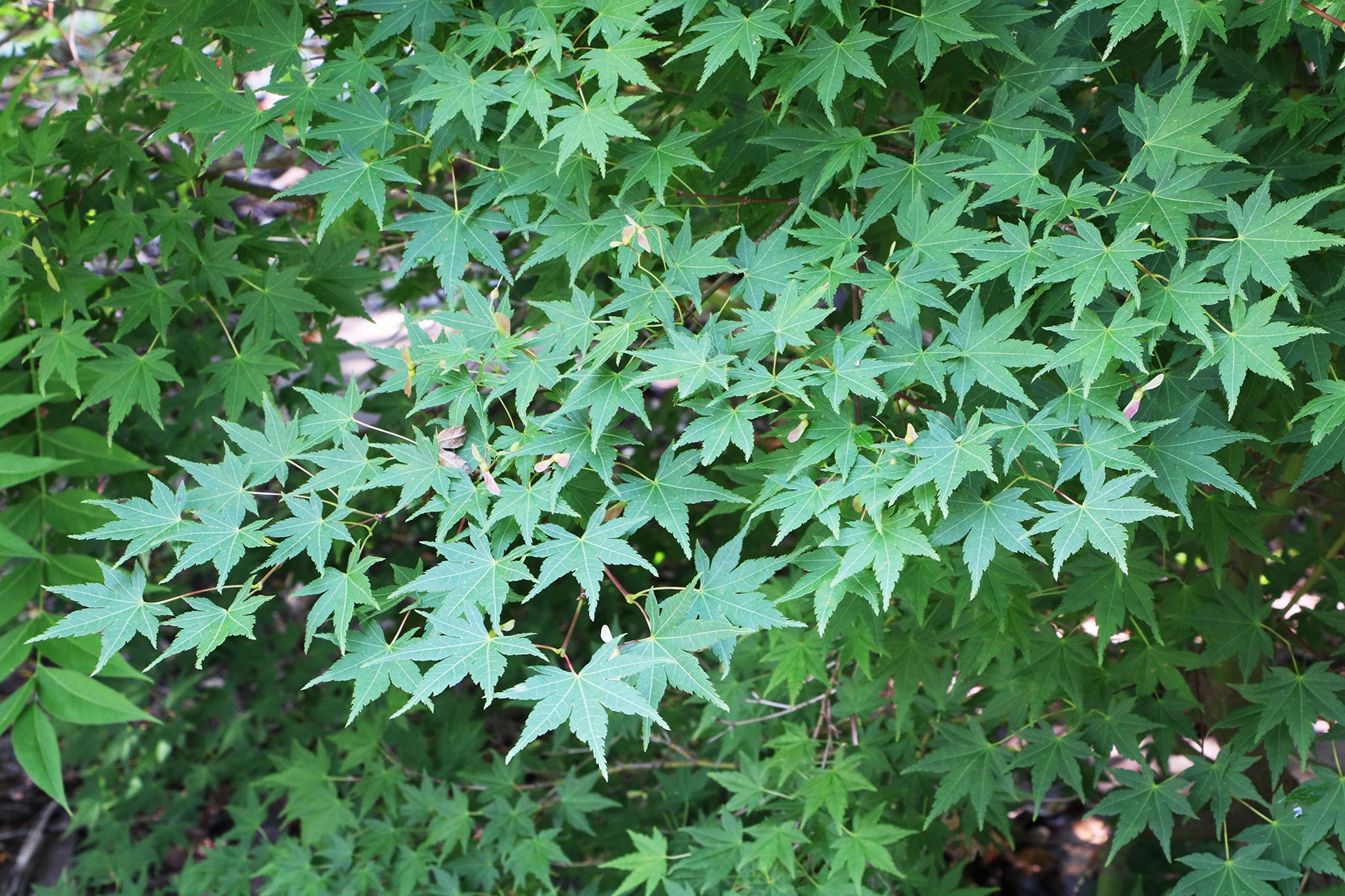 Fächerahorn - Acer palmatum