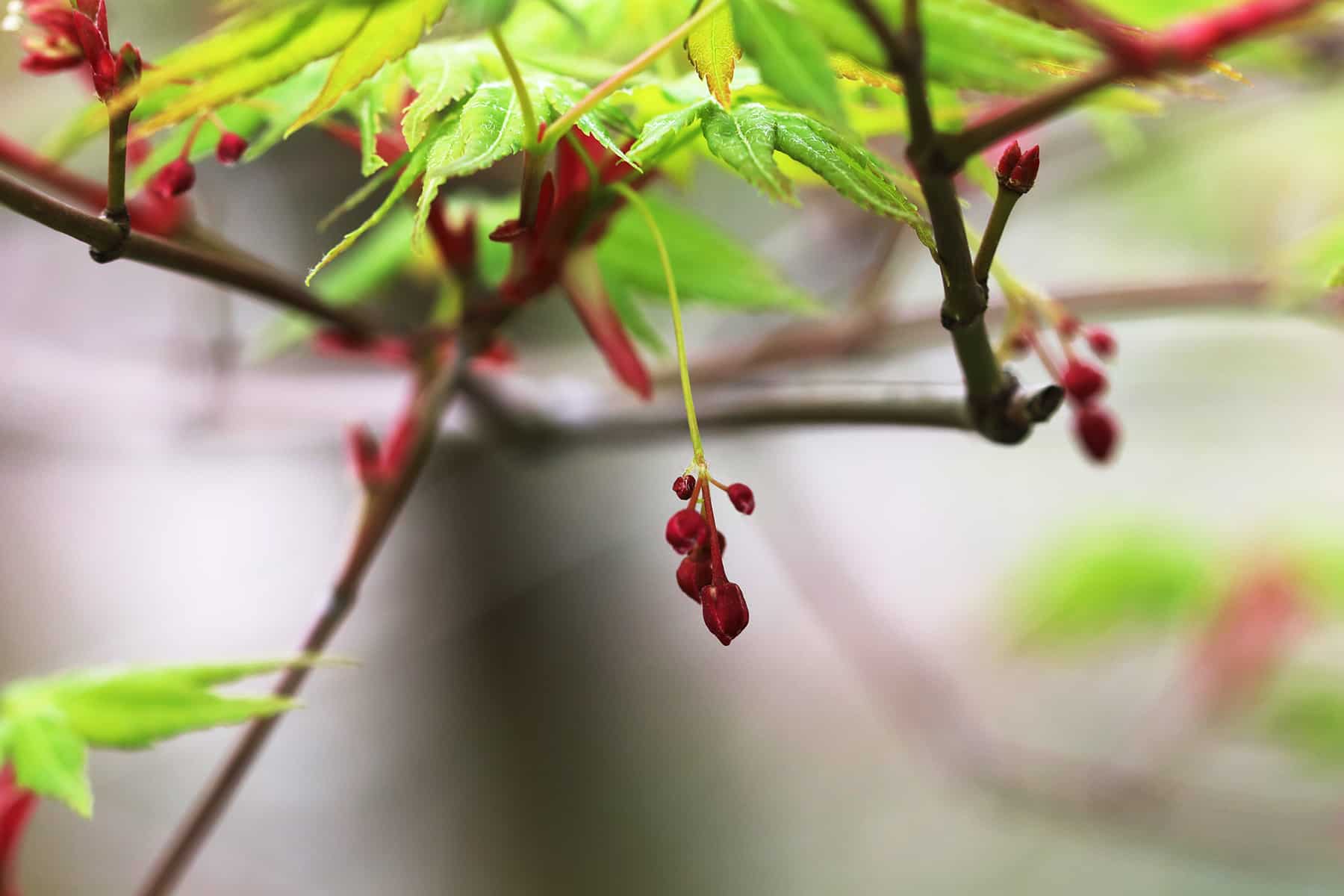 Fächerahorn - Acer palmatum