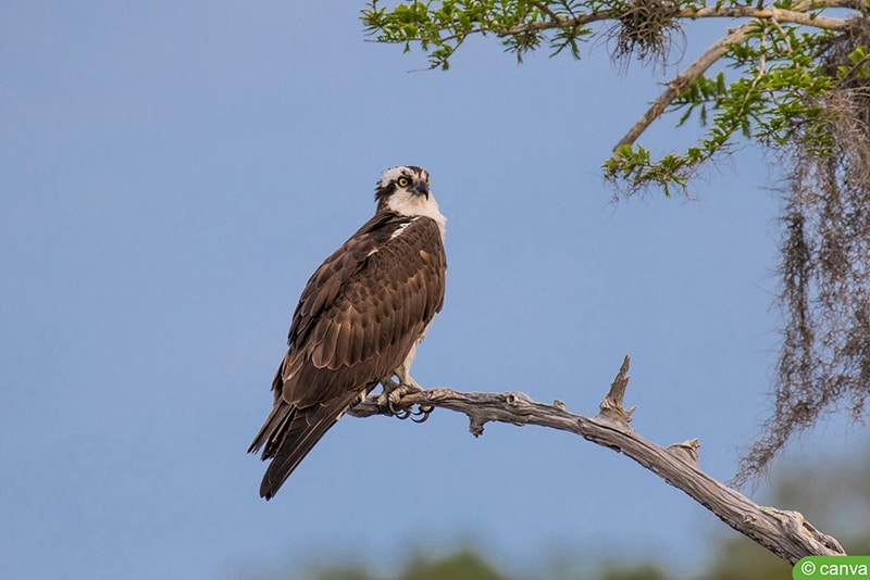 Fischadler - Pandion haliaetus