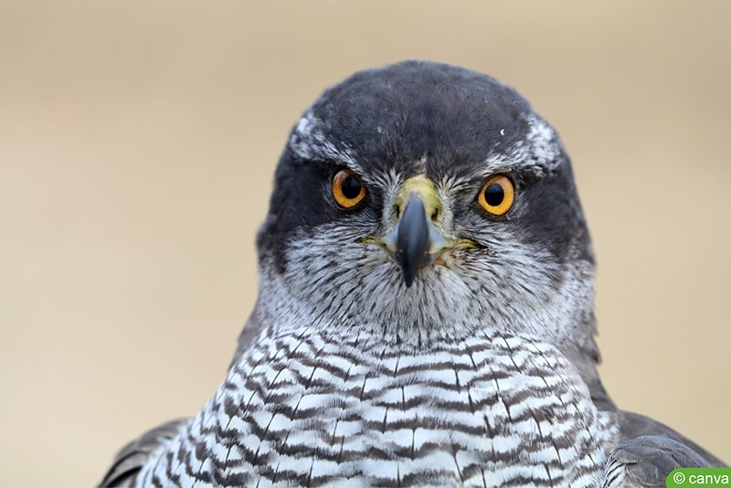 Habicht (Accipiter gentilis)