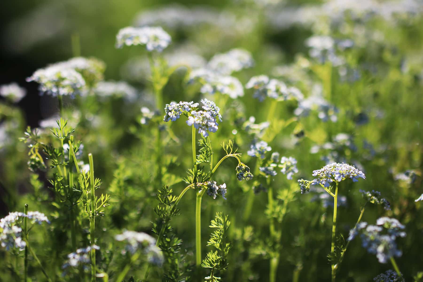 Kerbel - Anthriscus Cerefolium