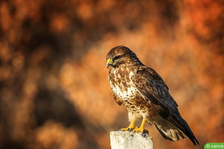 19 kleine heimische Greifvögel in Deutschland