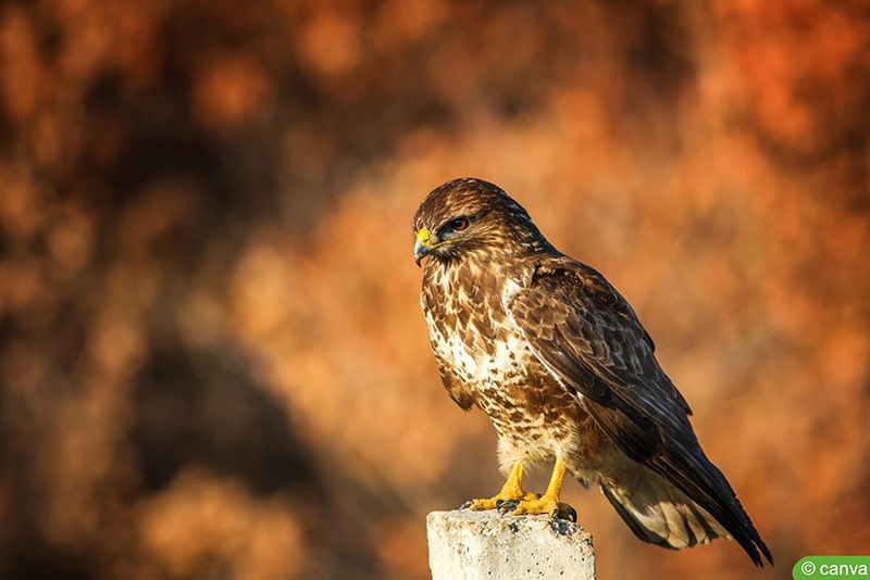 Mäusebussard (Buteo buteo)