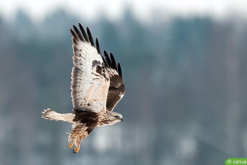 Raufußbussard (Buteo lagopus)