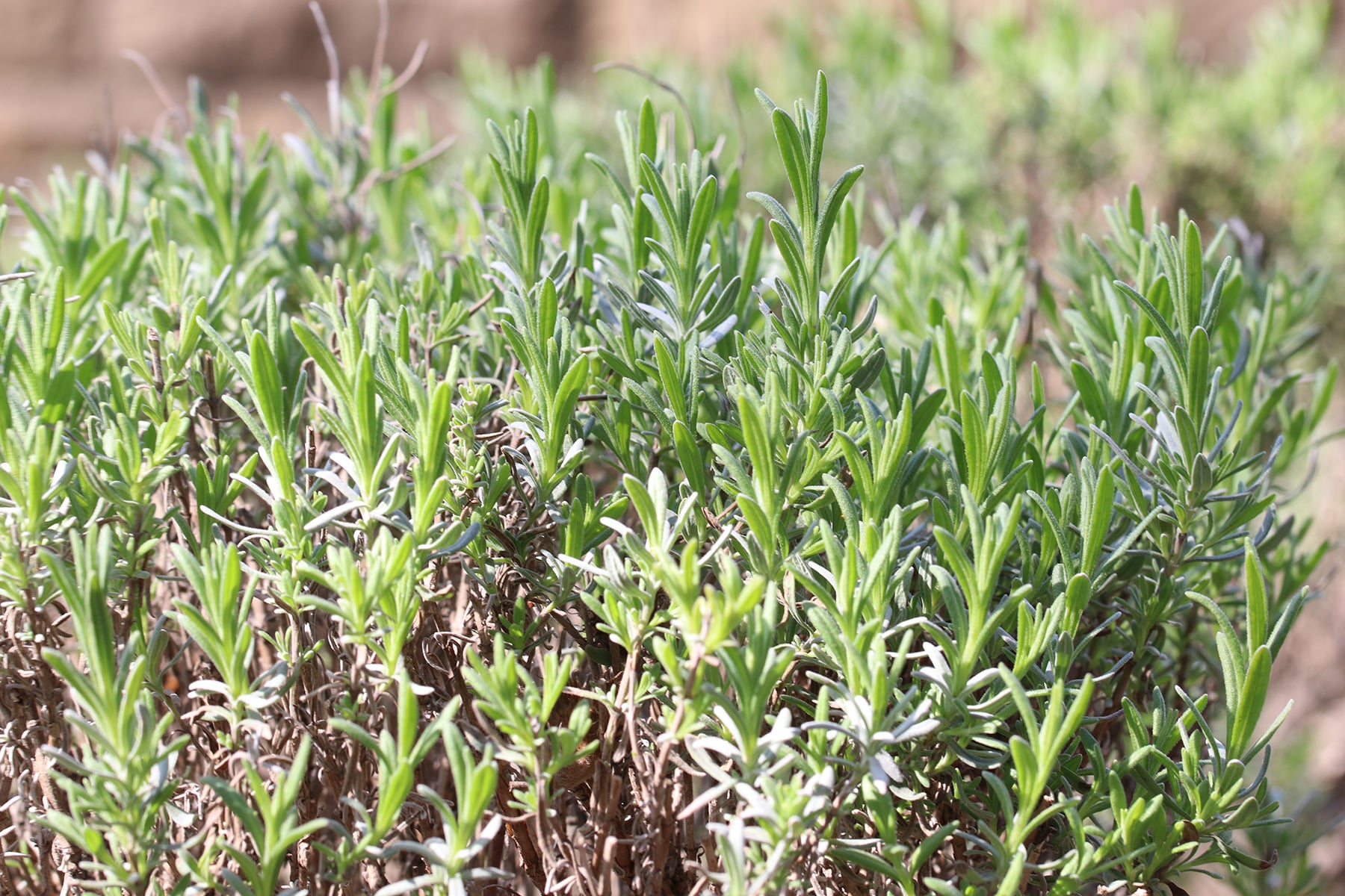 Rosmarin - Rosmarinus officinalis