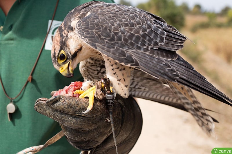 Rotfußfalke (Falco vespertinus)