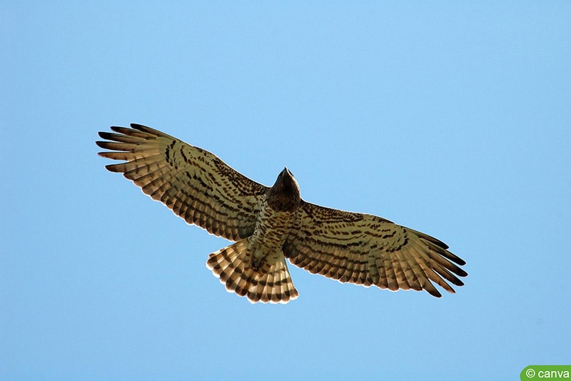 Schlangenadler (Circaetus gallicus)