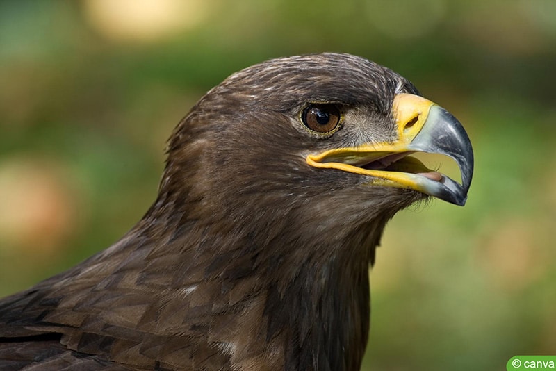 Schreiadler (Aquila pomarina)