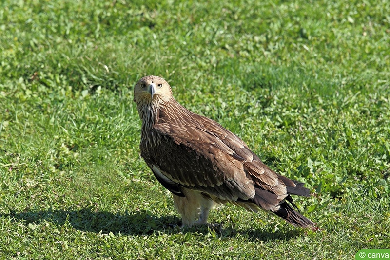 Schwarzmilan (Milvus migrans)