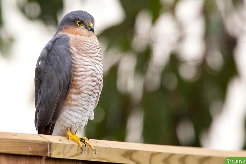 Sperber (Accipiter nisus)