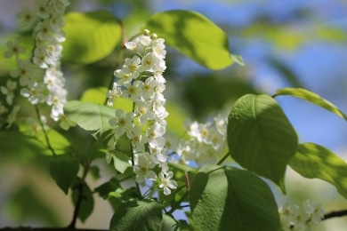 Traubenkirsche - Prunus padus