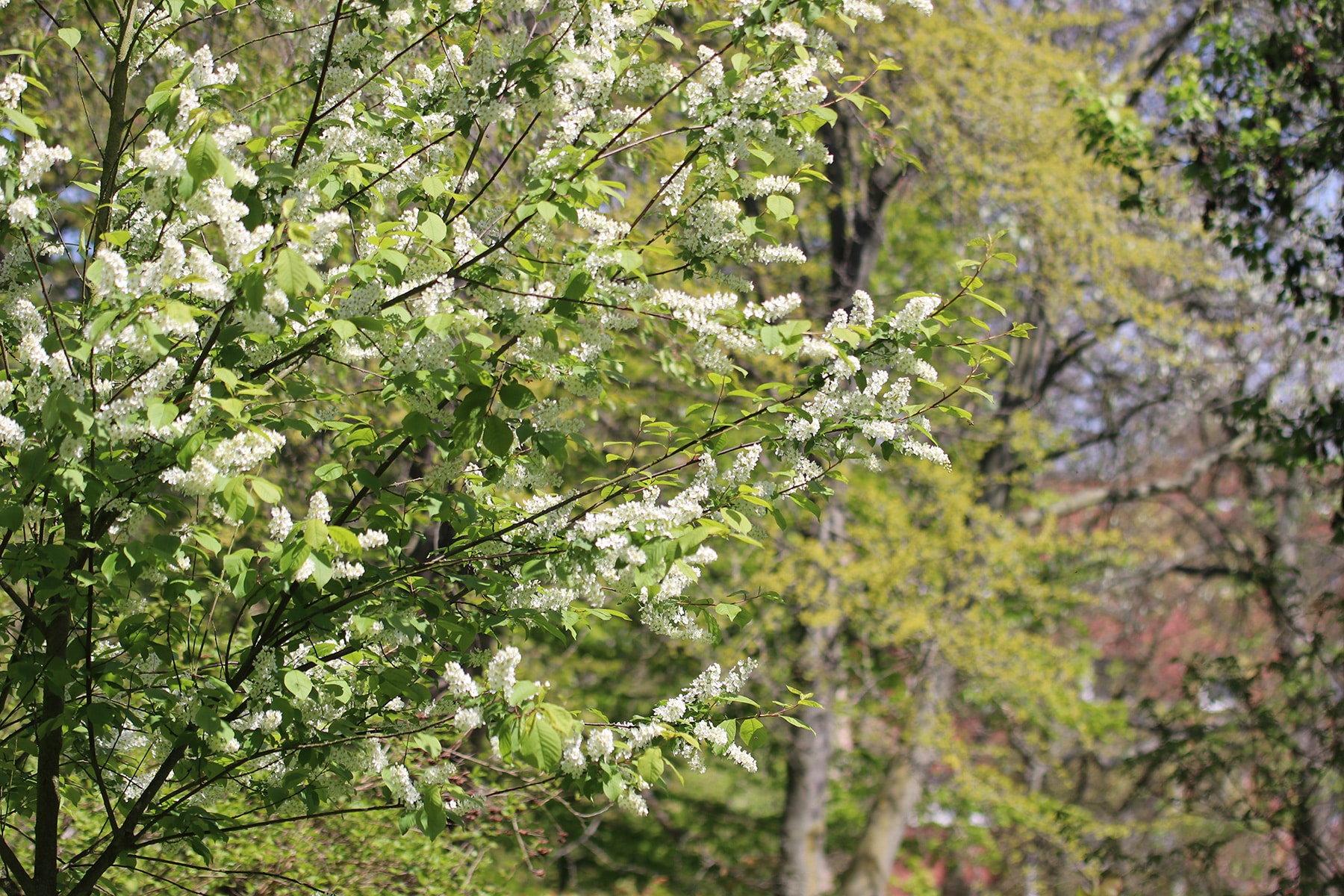 Traubenkirsche - Prunus padus