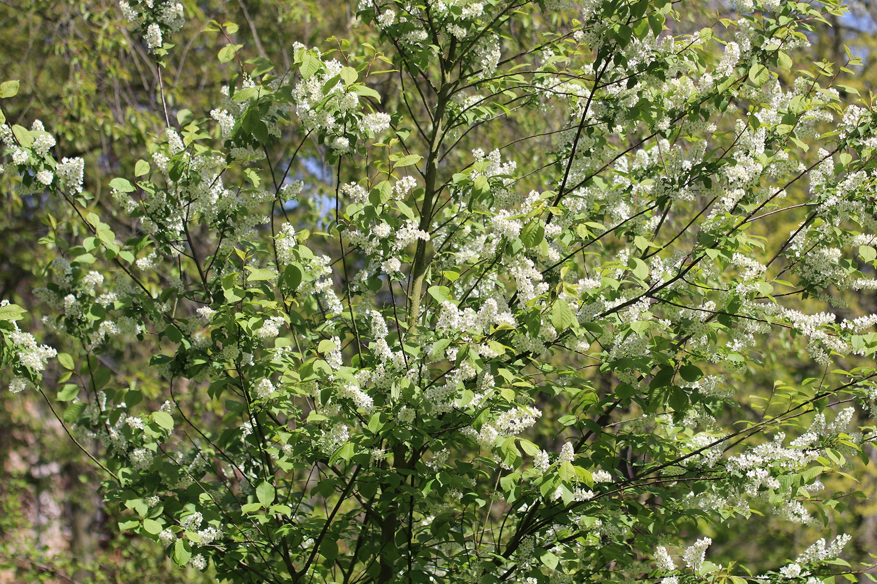Traubenkirsche - Prunus padus