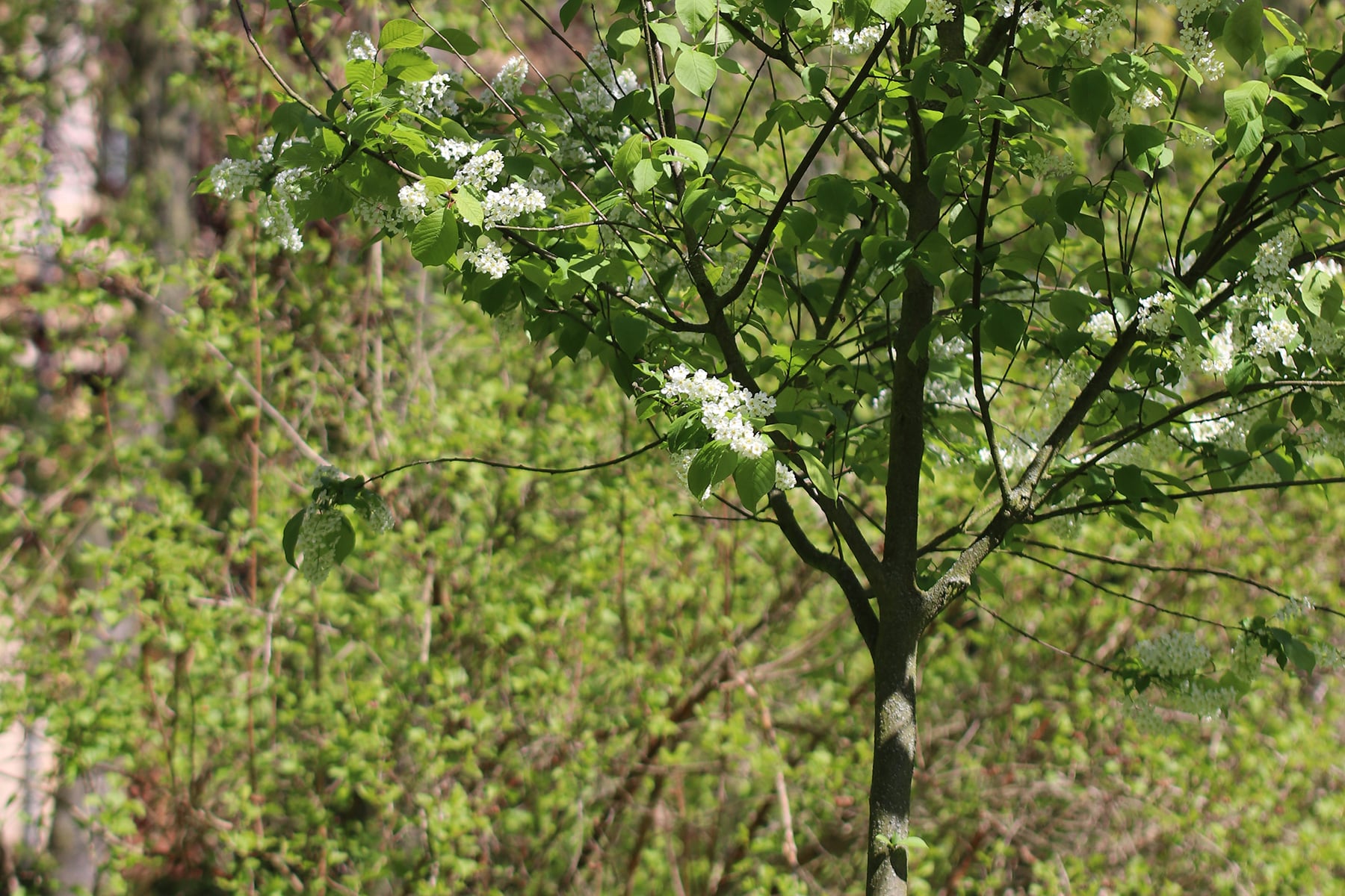 Traubenkirsche - Prunus padus